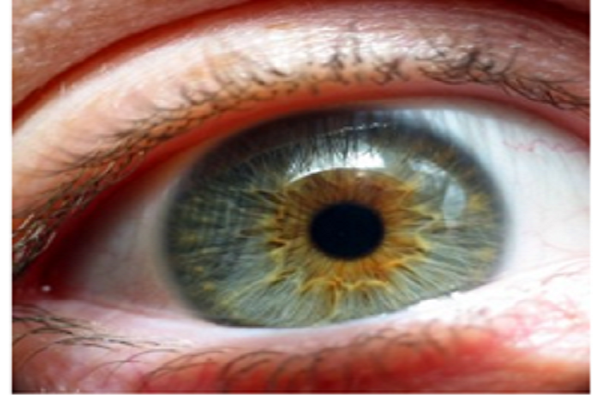 Wood eye safety image
